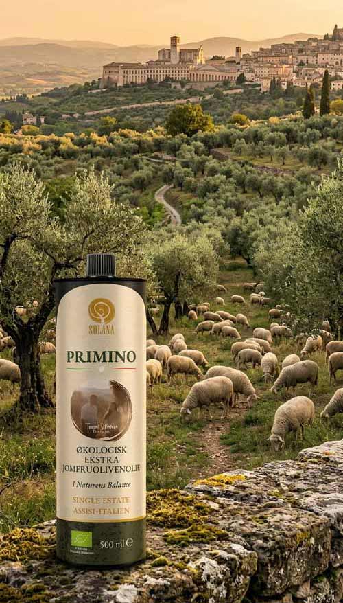 Organic Olive Oil from Italian Farm - 500ml tin can